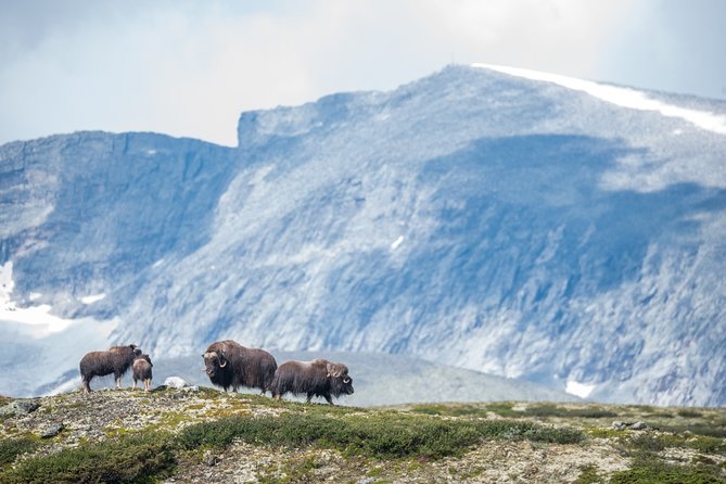 Musk ox Safari in Dovrefjell National Park, Oppdal Safari - Finding the herd and watching from a safe distance
