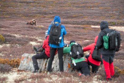 Musk ox Safari in Dovrefjell National Park, Oppdal Safari