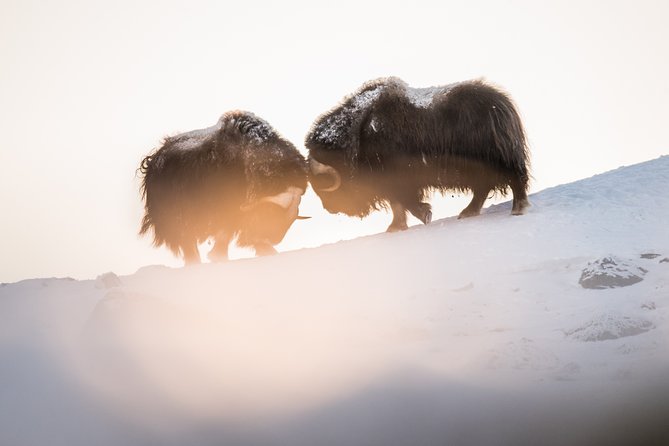 Musk ox Safari in Dovrefjell National Park, Oppdal Safari - Coffee, tea, cinnamon buns, and your packed lunch
