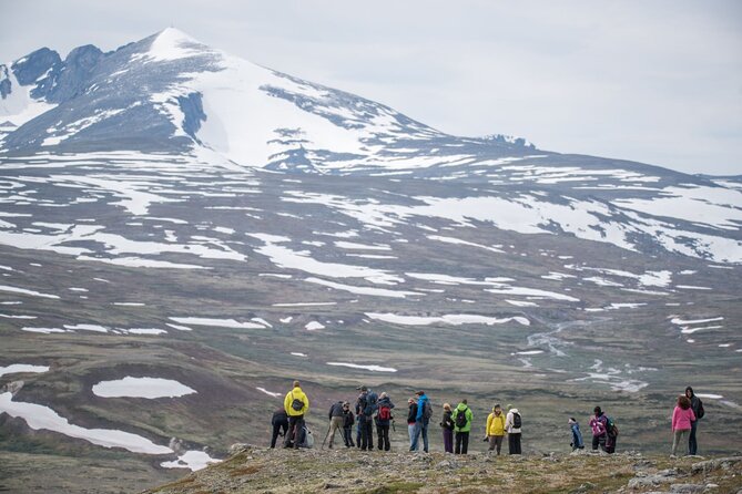 Musk ox Safari in Dovrefjell National Park, Oppdal Safari - More than musk ox: reindeer, grouse, plants, and place