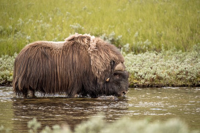 Musk ox Safari in Dovrefjell National Park, Oppdal Safari - What the distance means for photographs