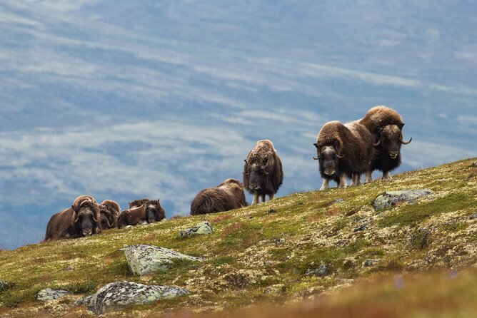 Muskox Safari from Hjerkinn | Dovre & Lesja Aktiv - Key points to know before booking