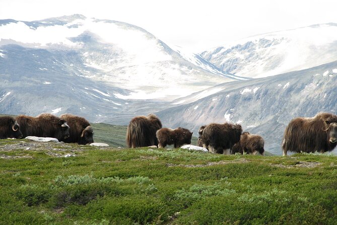 Muskox Safari from Hjerkinn | Dovre & Lesja Aktiv - Starting at Hjerkinn at 10:00 am