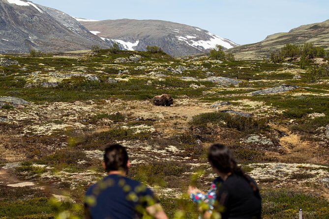 Muskox Safari from Hjerkinn | Dovre & Lesja Aktiv - Searching for animals that set the schedule
