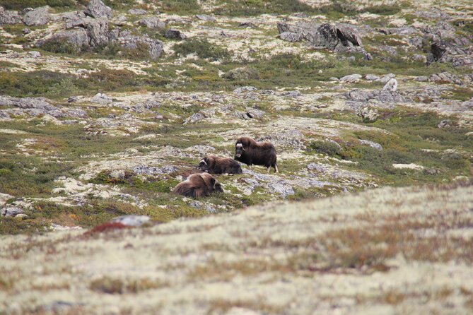 Muskox Safari from Hjerkinn | Dovre & Lesja Aktiv - What the $65.99 price includes