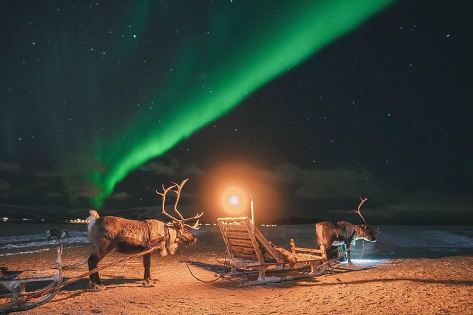 Night Reindeer Sledding with Camp Dinner and Chance of Northern Lights - Feeding reindeer at close range