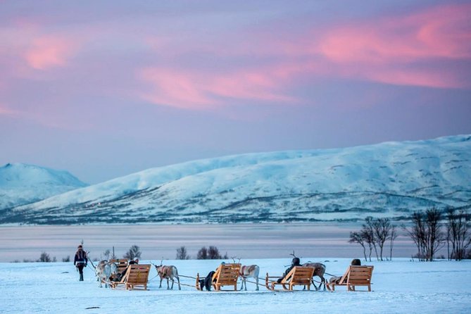 Night Reindeer Sledding with Camp Dinner and Chance of Northern Lights - Northern lights expectations near Tromsø