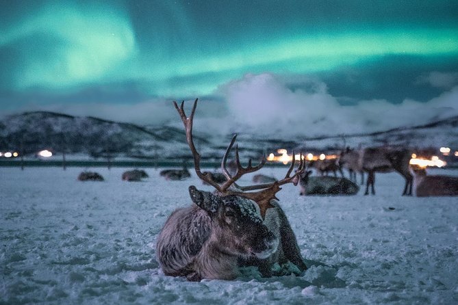 Night Reindeer Sledding with Camp Dinner and Chance of Northern Lights - Warm clothing is not optional