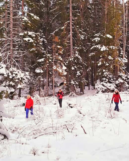 Oslo: Scenic Forest Hike with Dog & Local Guide - Should you book the Oslo forest hike?