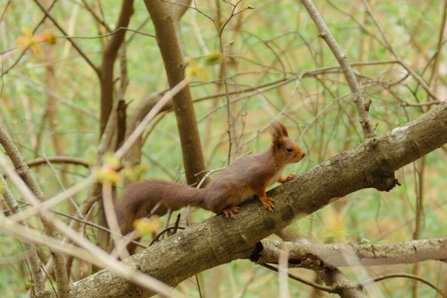 Oslo: Skjennungstoppen Wildlife Forest Hiking Tour - Key points at a glance