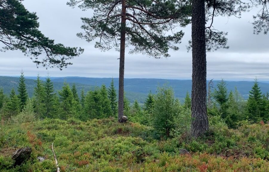 Oslo: Skjennungstoppen Wildlife Forest Hiking Tour - From Oslo Central Station to Frognerseteren