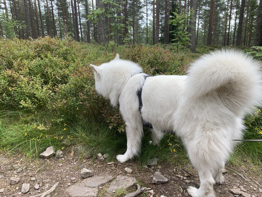 Oslo: Skjennungstoppen Wildlife Forest Hiking Tour - Finishing at Sognsvann Lake