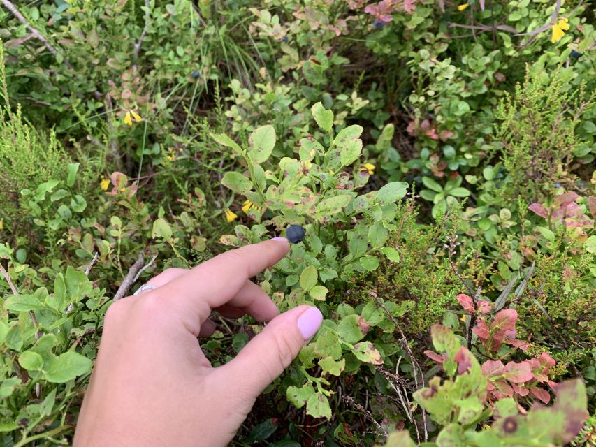 Oslo: Skjennungstoppen Wildlife Forest Hiking Tour - How challenging is the hike?