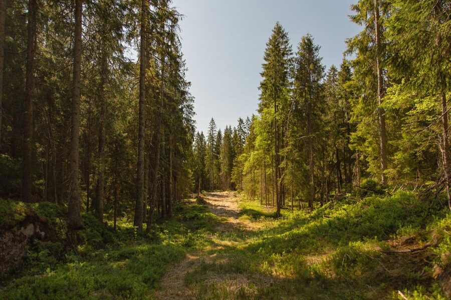 Oslo: The Spectacular Holmenkollen Walk - Key points to know before you book