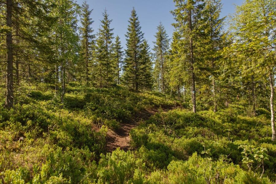 Oslo: The Spectacular Holmenkollen Walk - Should you book this Oslo walking tour?