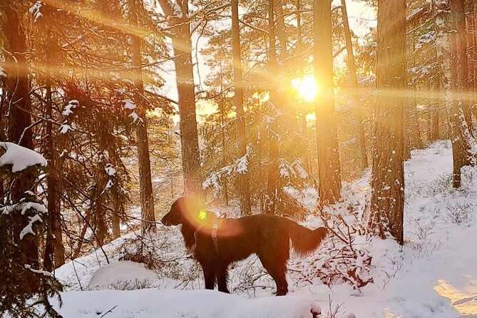 Oslo: Winter wonderland forest hike & campfire with a dog - Climbing Ingieråsen for Oslofjord views