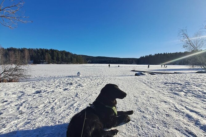 Oslo: Winter wonderland forest hike & campfire with a dog - Who should book this hike