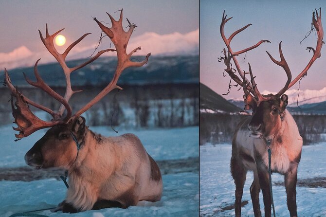 Overnight Stay with Reindeer Sledding & Feeding - Breakfast and the Morning Return