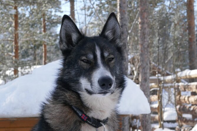 Privat sled trip with husky in the alta valley - Key points to know before booking