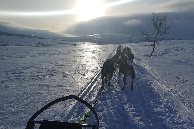 Privat sled trip with husky in the alta valley - Meeting the huskies at the home kennel