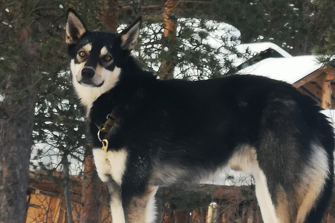 Privat sled trip with husky in the alta valley - Learning to ride and drive the sled