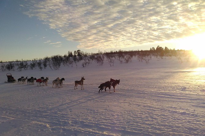 Privat sled trip with husky in the alta valley - What the two-and-a-half-hour schedule really includes