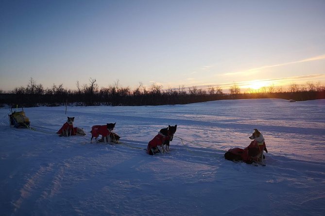 Privat sled trip with husky in the alta valley - Hot drinks, snacks, and one more dog visit
