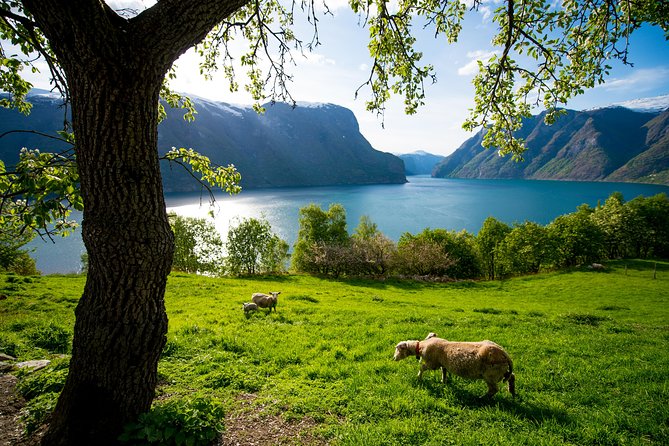 Private tour, Bergen to Oslo - Nærøyfjord Cruise & Flåm Railway - Is $1,109.89 per person good value?