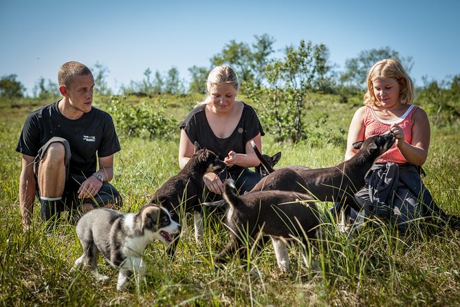 Puppy Training Experience at a Husky Farm in Tromso - Walking the older pups through the countryside