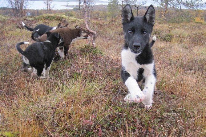 Puppy Training Experience at a Husky Farm in Tromso - The 9:30 a.m. pickup from central Tromsø