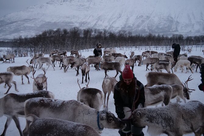 Reindeer Feeding and Sami Culture Afternoon Departure - Key things to know before you book