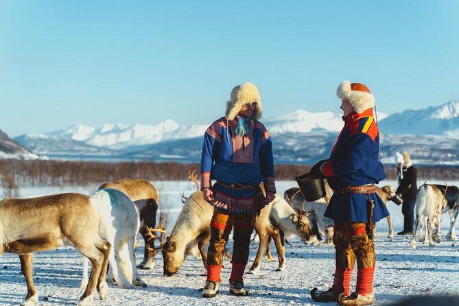 Reindeer Feeding and Sami Culture Afternoon Departure - Meeting the coach at 1 p.m. in central Tromsø