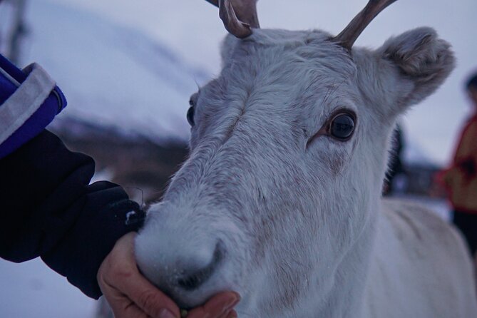 Reindeer Feeding and Sami Culture Afternoon Departure - What the reindeer tell you about Sami life