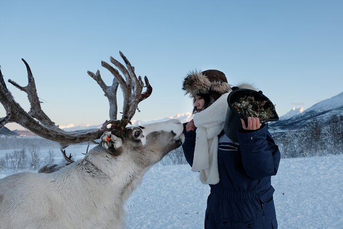 Reindeer Feeding and Sami Culture Afternoon Departure - Inside the lavvu: stew, drinks, and a needed warm-up