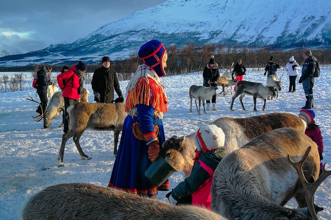 Reindeer Feeding and Sami Culture Afternoon Departure - Price, timing, and practical value