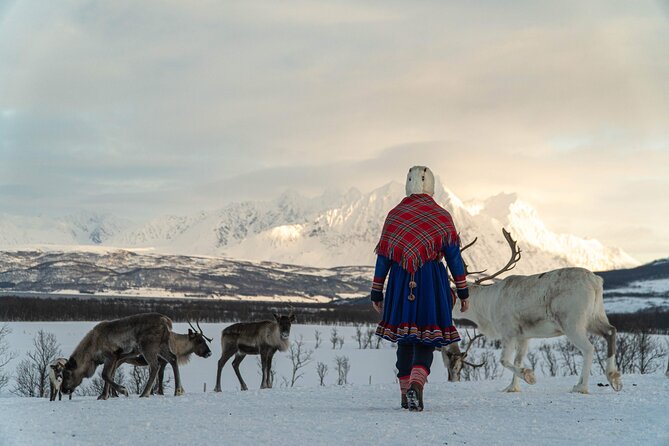 Reindeer Feeding and Sami Culture Afternoon Departure - Feeding the reindeer in the snow
