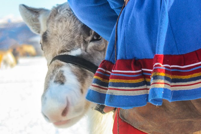 Reindeer Feeding and Sami Culture Including Lunch from Tromso - Inside the lavvu: fire, food, and stories