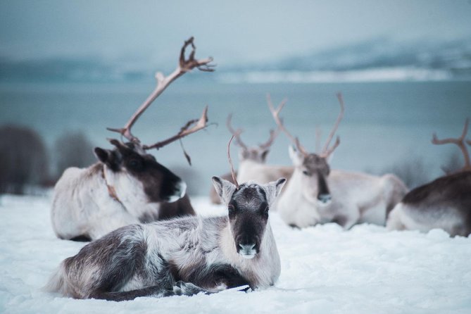 Reindeer Feeding and Sami Culture Including Lunch from Tromso - Is $145.53 a fair price?