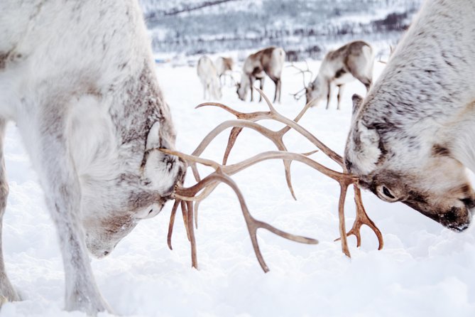 Reindeer Feeding and Sami Culture Including Lunch from Tromso - Should you book the reindeer and Sami culture tour?