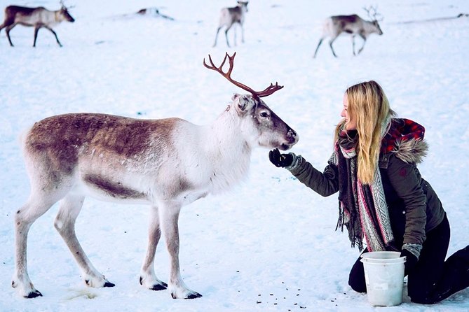 Reindeer Feeding and Sami Culture Including Lunch from Tromso - Feeding reindeer up close