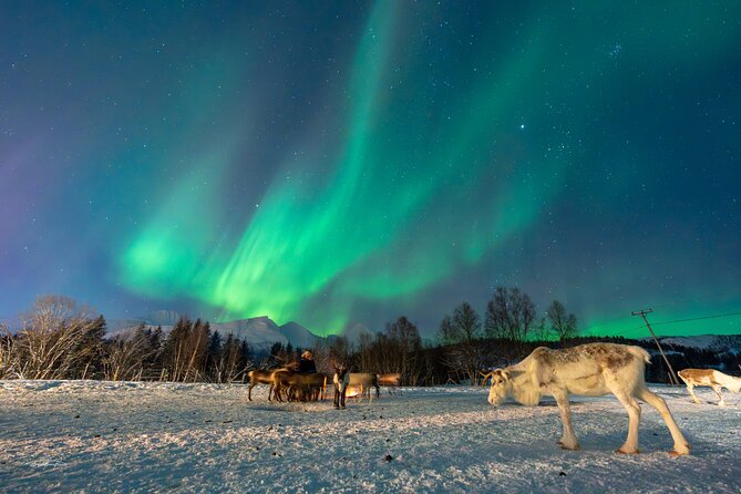 Reindeer Feeding and Sledding, Sami Storytelling Night Tour - Through Lavangsdalen and along Balsfjord