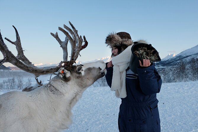Reindeer feeding & Saami Culture - A friendly herd beneath the Lyngen Alps
