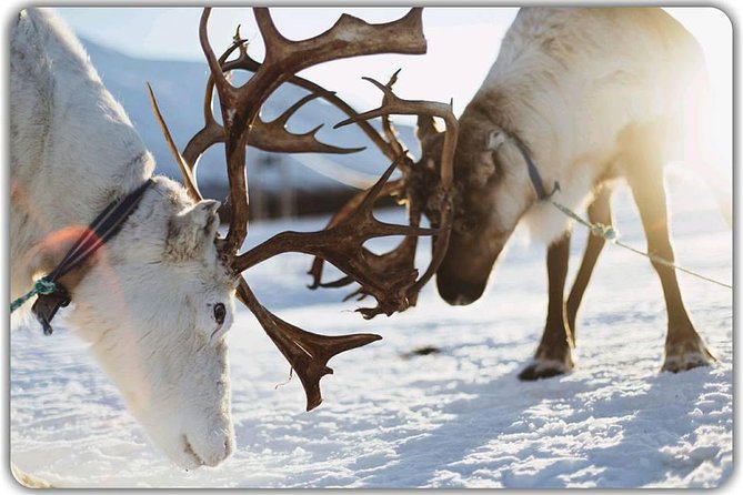 Reindeer feeding & Saami Culture - Lunch: traditional, hot, and not fancy