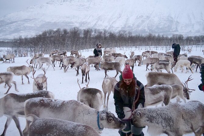 Reindeer feeding & Saami Culture - The bus ride and the practical rhythm of the day