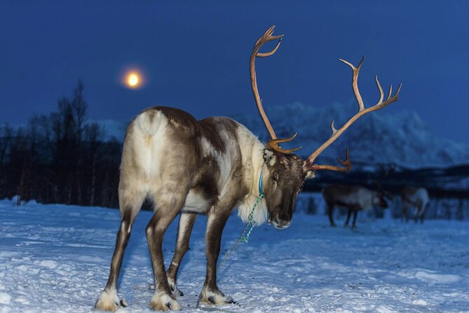 Reindeer feeding & Saami Culture with chance for Northern Lights - Hearing Sámi stories and Arctic knowledge