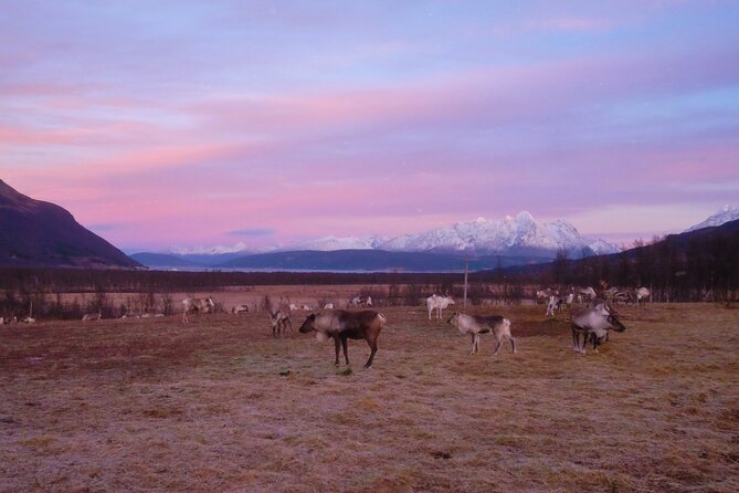 Reindeer feeding & Saami Culture with chance for Northern Lights - Waiting for the Northern Lights