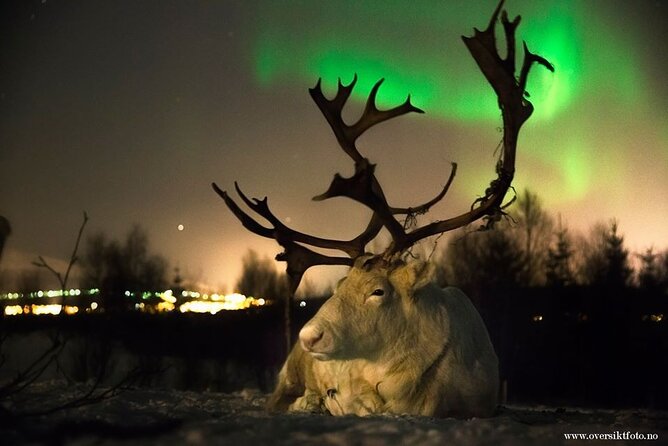Reindeer feeding & Saami Culture with chance for Northern Lights - Feeding reindeer in the evening darkness