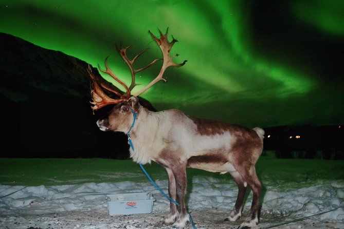 Reindeer Sledding and Feeding with Chance of Northern Lights Tromso - A short sled ride with big Arctic atmosphere