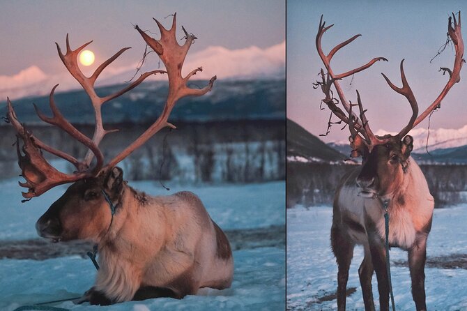 Reindeer Sledding and Feeding with Chance of Northern Lights Tromso - Sami stories that give the evening meaning