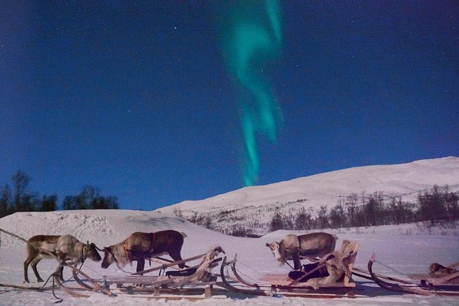 Reindeer Sledding and Feeding with Chance of Northern Lights Tromso - Group size, facilities, and comfort
